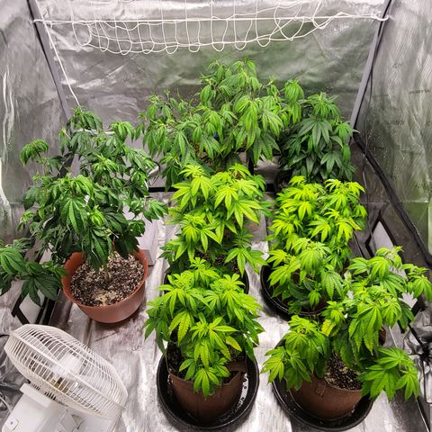 MC1.1 growlog timeline photo