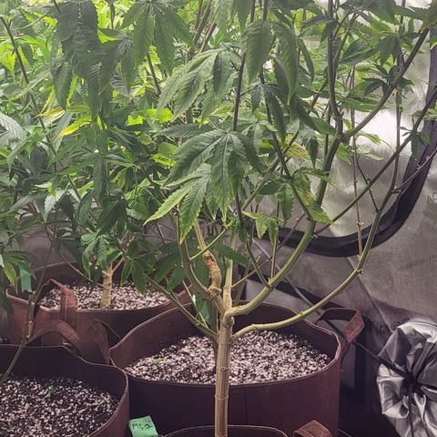 MC1.1 growlog photo: Transplanted to 10 gal and 7 gal, lolipopped, topped, 6.1 pH, foliar sprayed 