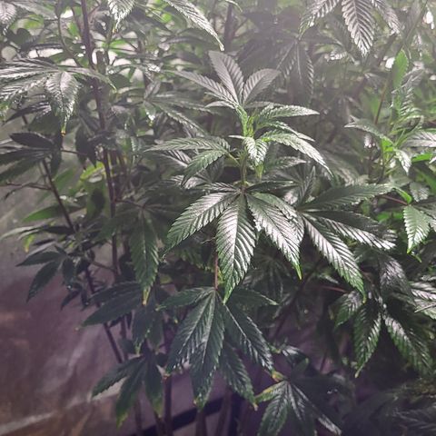 PE 2.1 growlog timeline photo