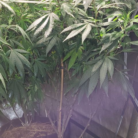 MC1.1 growlog photo: Preflower