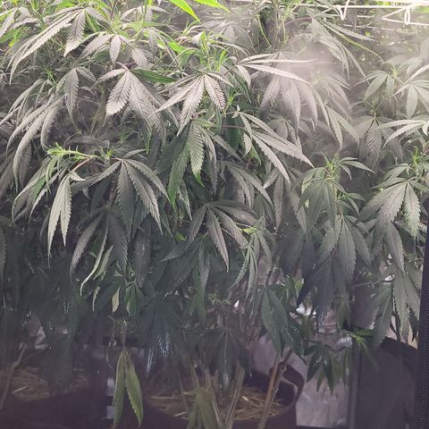 PE 3.1 growlog photo: Preflower