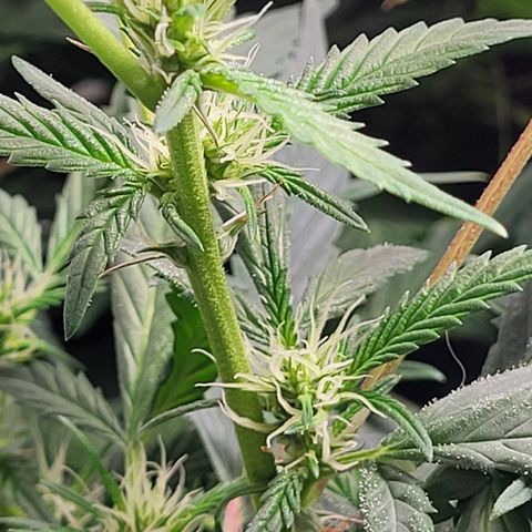 MC1.1 growlog photo: Flower Development 