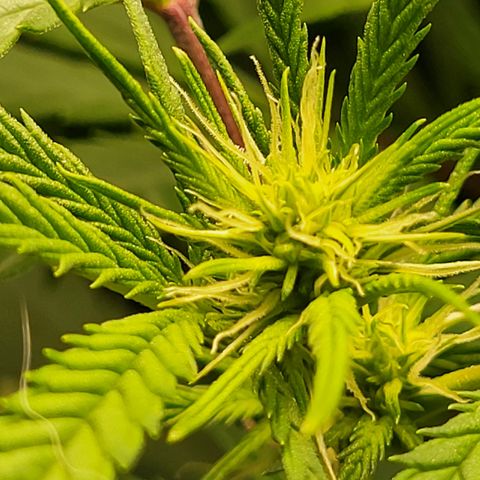 MC1.1 growlog photo: Flower Development 