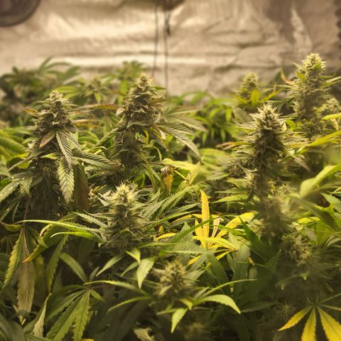 MC1.1 growlog timeline photo