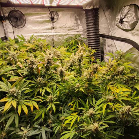 MC1.1 growlog timeline photo