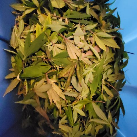 MC1.1 growlog photo: Harvest 