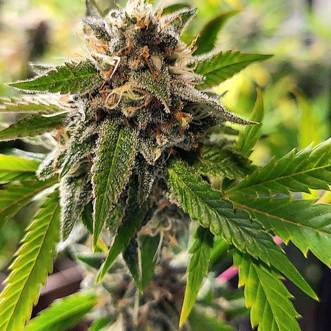 Foto 1 del growlog de PE 3.1