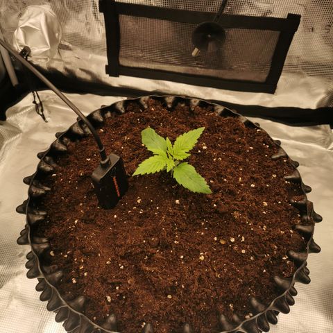 Royal queen  growlog timeline photo
