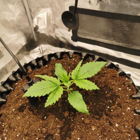Royal queen  growlog timeline photo