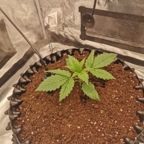 Royal queen  growlog timeline photo