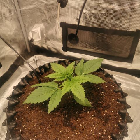 Royal queen  growlog timeline photo