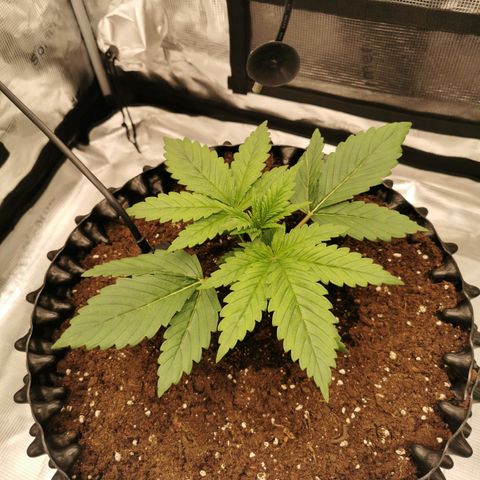Royal queen  growlog timeline photo