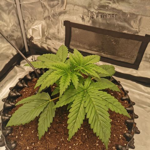 Royal queen  growlog timeline photo