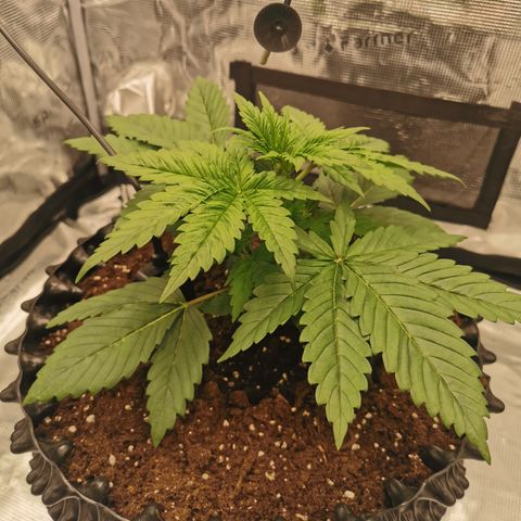 Royal queen  growlog timeline photo