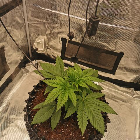Royal queen  growlog timeline photo