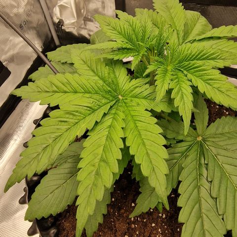 Royal queen  growlog timeline photo
