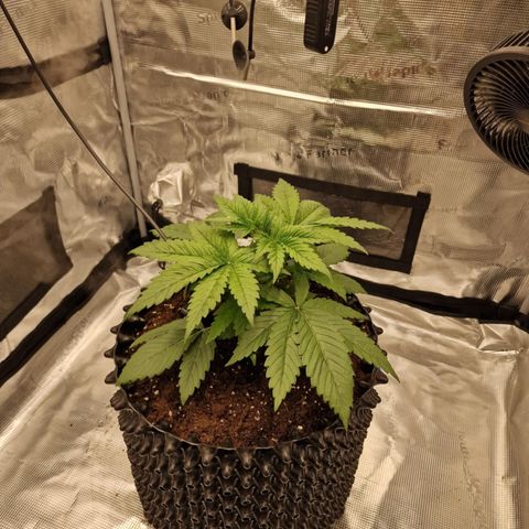 Royal queen  growlog timeline photo