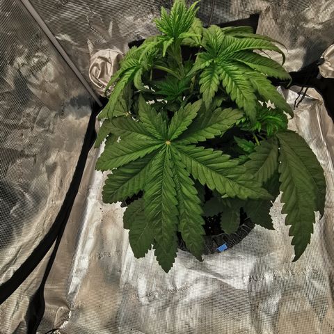 Royal queen  growlog timeline photo
