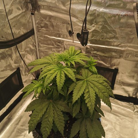 Royal queen  growlog timeline photo