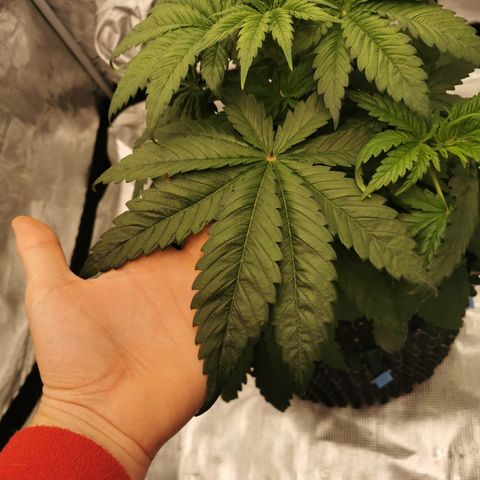 Royal queen  growlog timeline photo