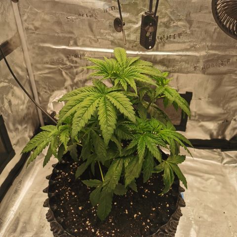 Royal queen  growlog photo: Strzyżenie 