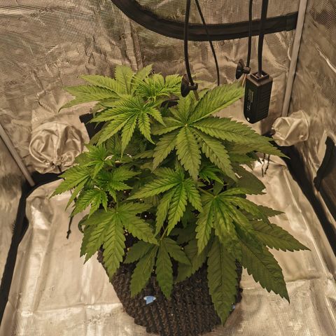 Royal queen  growlog timeline photo