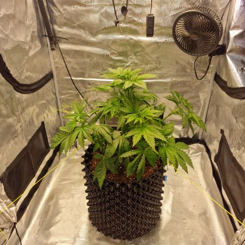 Royal queen  growlog photo: Przycinka liści, lekki krening 