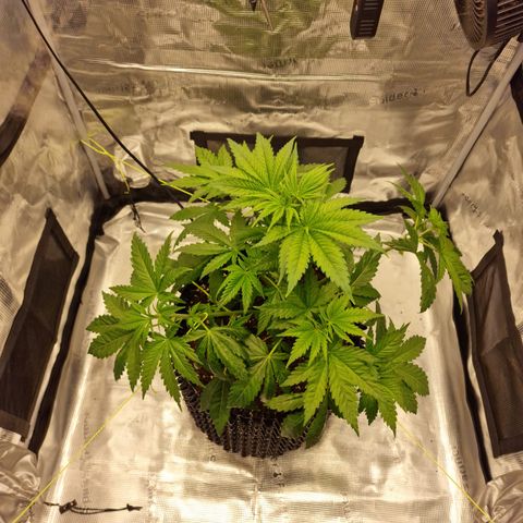 Royal queen  growlog photo: Przycinka liści, lekki krening 