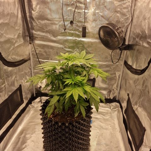 Royal queen  growlog photo: Przycinka liści, lekki krening 