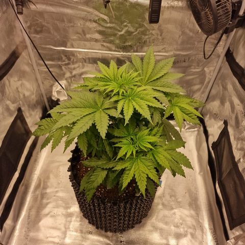 Royal queen  growlog photo: Przycinka liści, lekki krening 