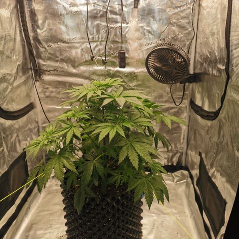 Royal queen  growlog timeline photo