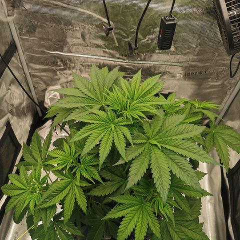 Royal queen  growlog timeline photo