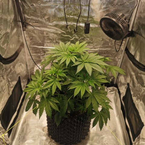 Royal queen  growlog timeline photo