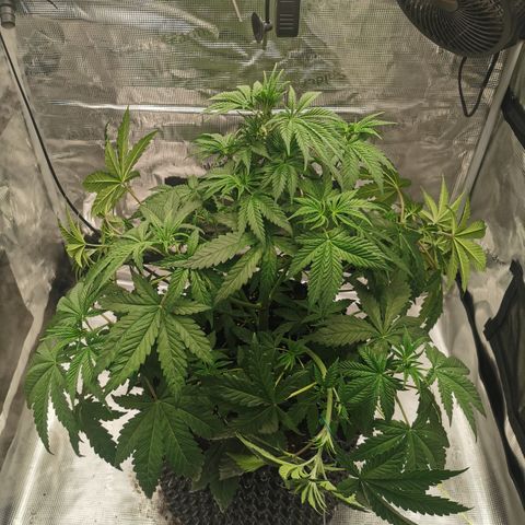Royal queen  growlog timeline photo