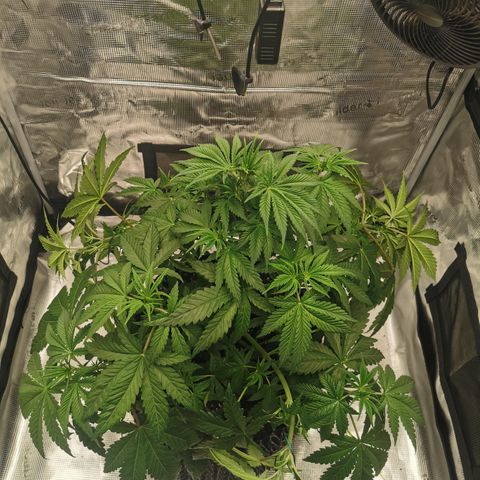Royal queen  growlog timeline photo