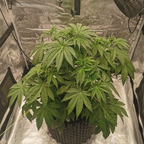 Royal queen  growlog timeline photo