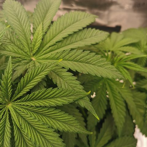 Royal queen  growlog timeline photo