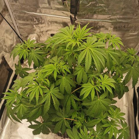 Royal queen  growlog timeline photo