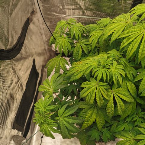 Royal queen  growlog timeline photo