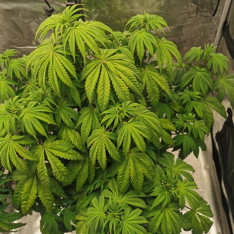 Royal queen  growlog timeline photo