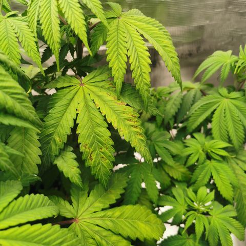 Royal queen  growlog timeline photo