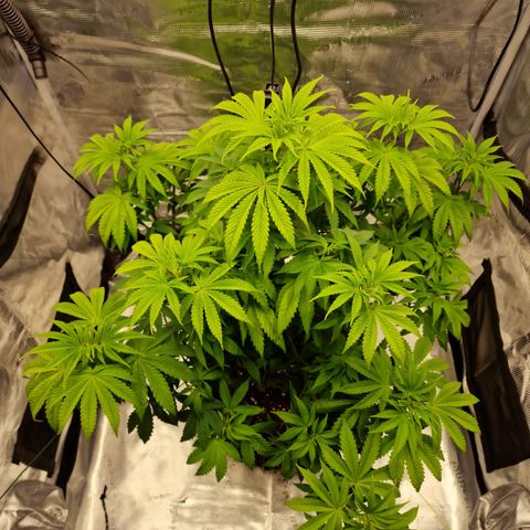 Royal queen  growlog timeline photo