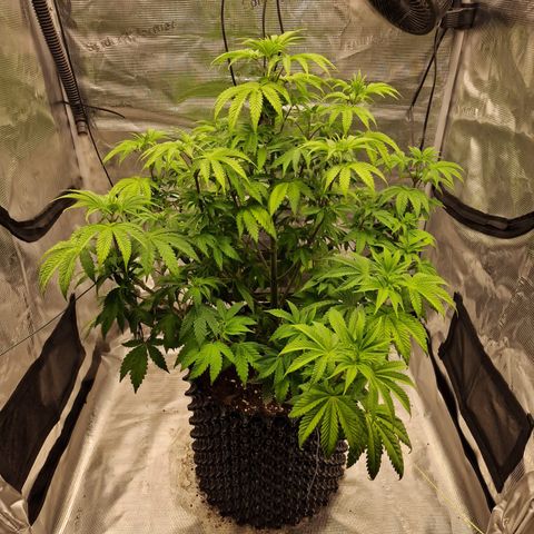 Royal queen  growlog timeline photo