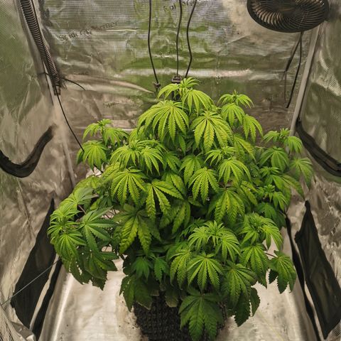 Royal queen  growlog timeline photo