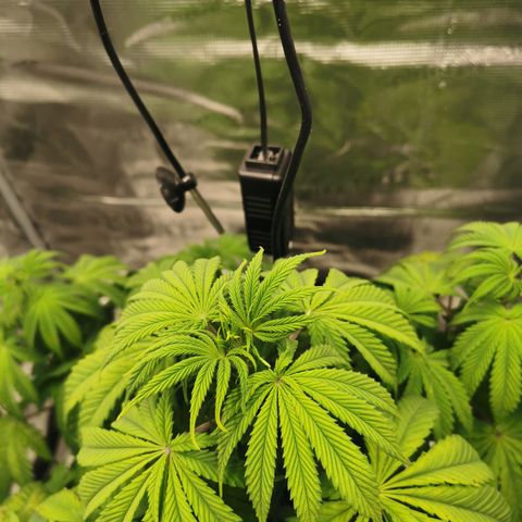 Royal queen  growlog timeline photo