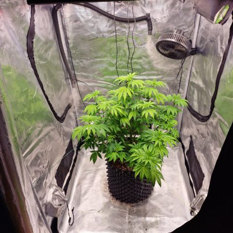 Royal queen  growlog timeline photo