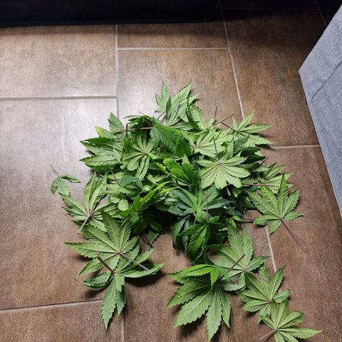 Royal queen  growlog timeline photo