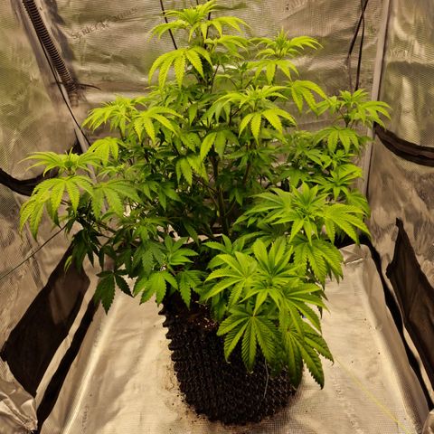 Royal queen  growlog timeline photo