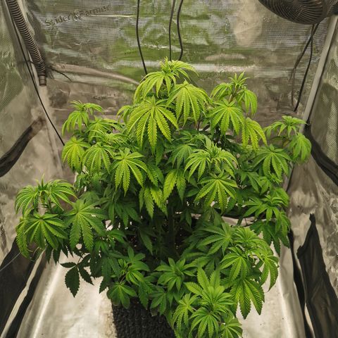 Royal queen  growlog timeline photo