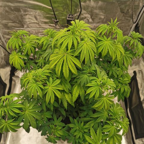 Royal queen  growlog timeline photo